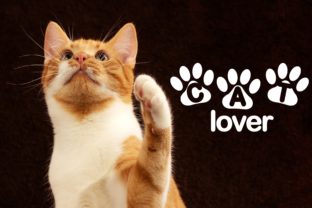 Unleash Creativity with Cat Lover: A Fun and Quirky Display Font